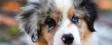 puppy with blue eyes