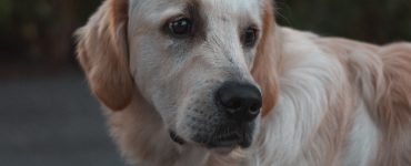 labrador retriever looking sad