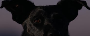 dog barking at night