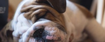 dog breathing fast while sleepling