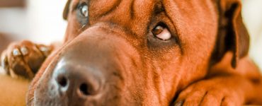 dog looking sad with upset stomach