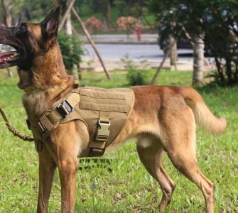 shepherd wearing tactical dog harness