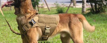 shepherd wearing tactical dog harness