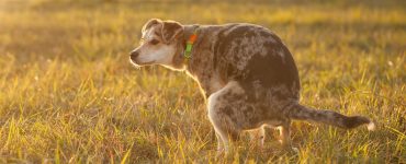 dog squats to poop