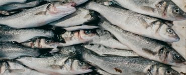 stack of fresh fish
