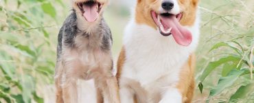 two dogs feeling pain free