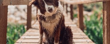 dog remembering