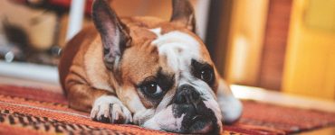 older dog incontinence