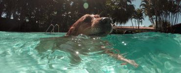dog holding breath in water