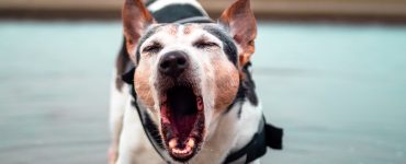 dog gagging