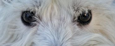dogs eyes staring