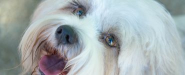 dog eyelashes grow back