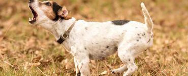 small dog not tired of barking
