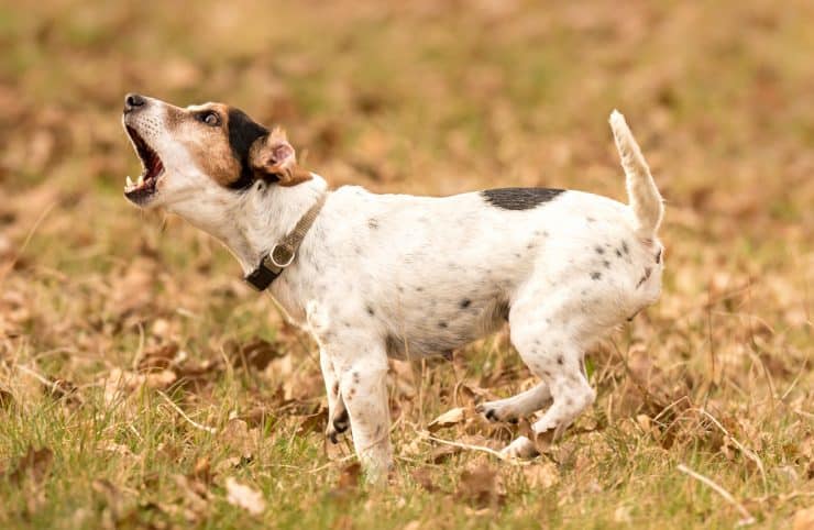 small dog not tired of barking