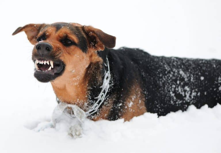 My Dog Growls At Nothing! Why? Superb Dog