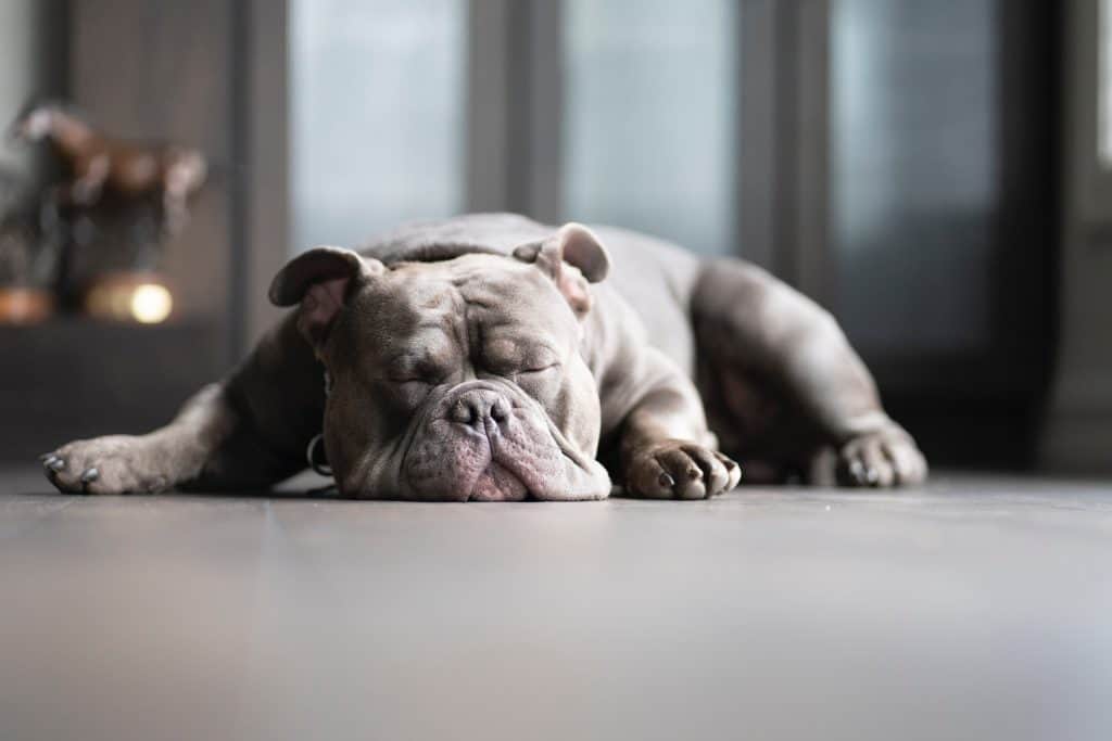 Why Does My Dog Make Bubble Noises When Sleeping