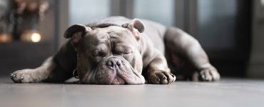 congested dog