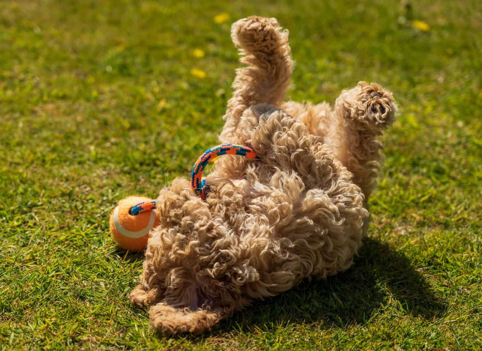 A closer look at Green Dog Grooming Products For Grass Allergies