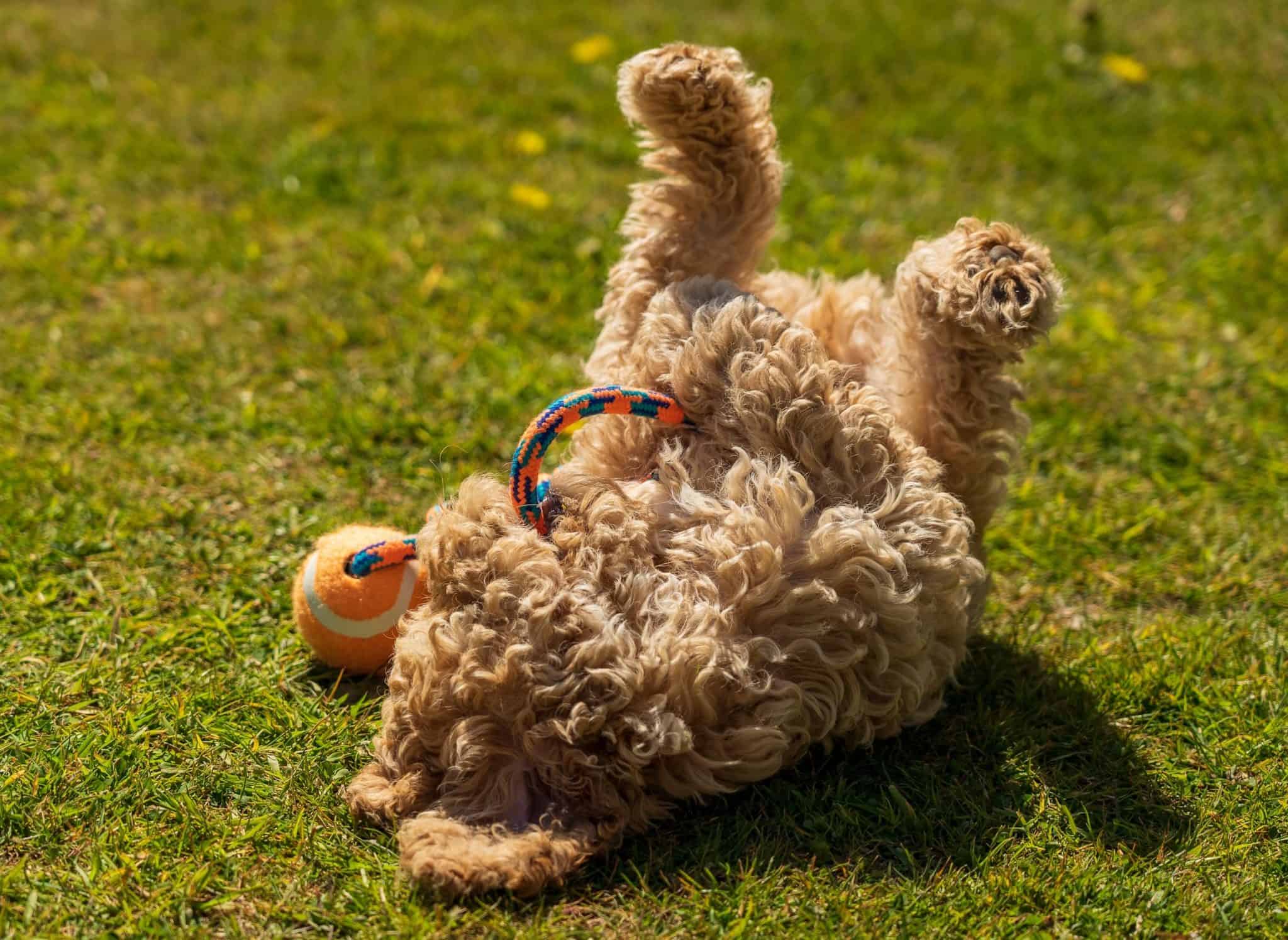 Grass Allergies In Dogs and How To Treat Them Superb Dog