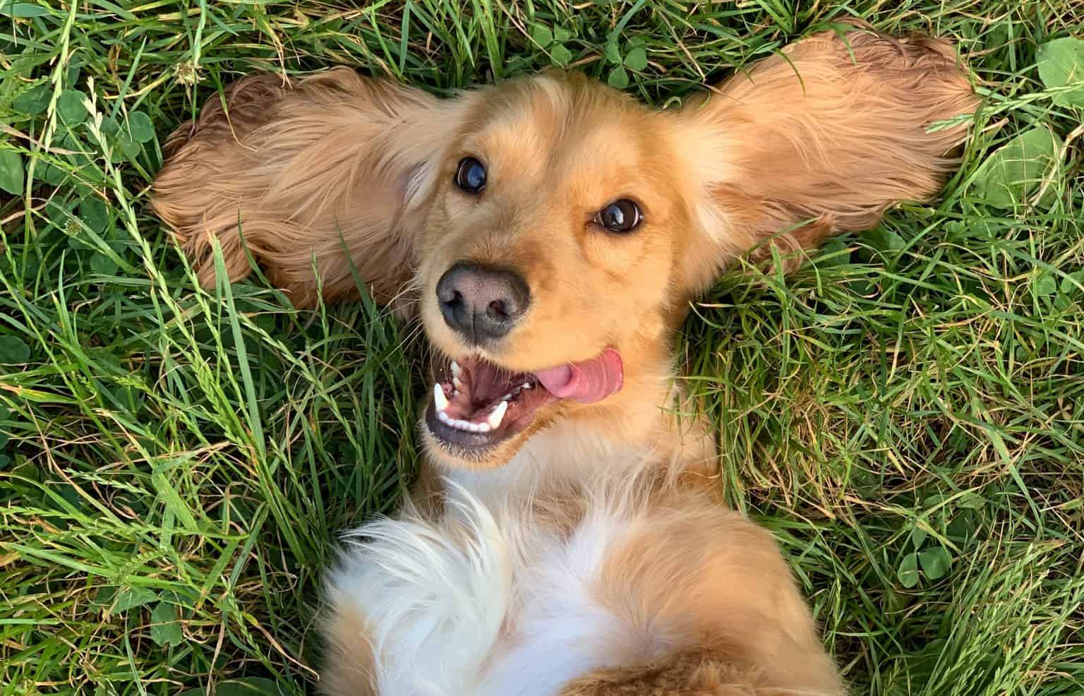 Grass Allergies In Dogs and How To Treat Them Superb Dog