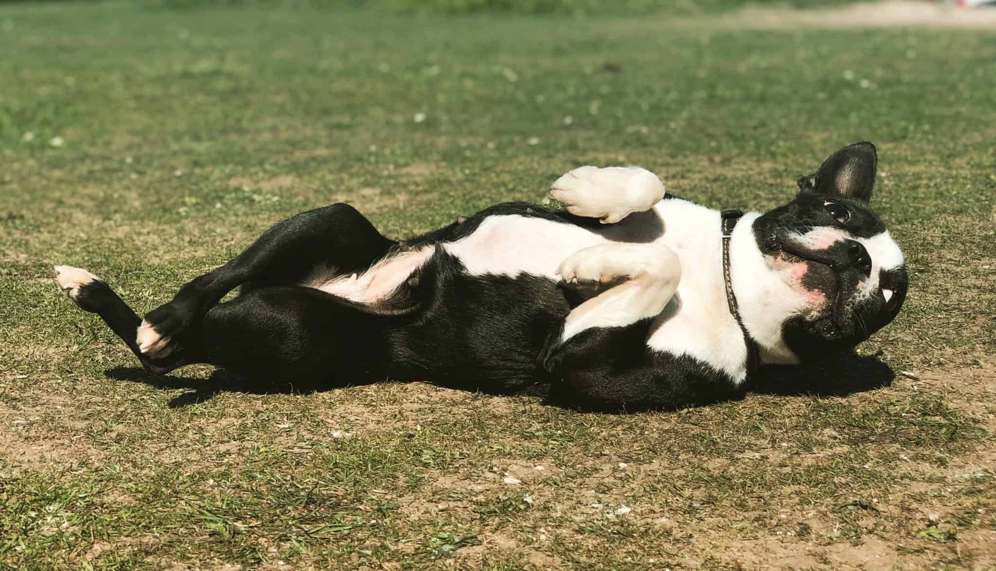Grass Allergies In Dogs and How To Treat Them Superb Dog
