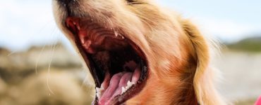 dog with kennel cough