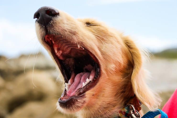 dog with kennel cough