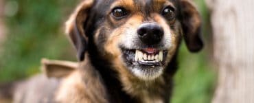 dog growls at nothing