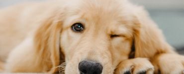dog winking