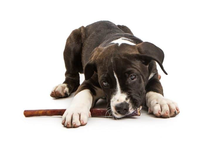 are bully sticks safe for puppies