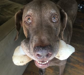 dog holding nylabone