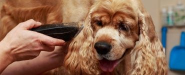 best dog clippers
