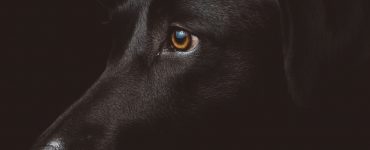 black dog syndrome
