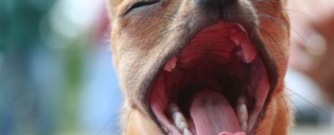 dog with mouth open wide