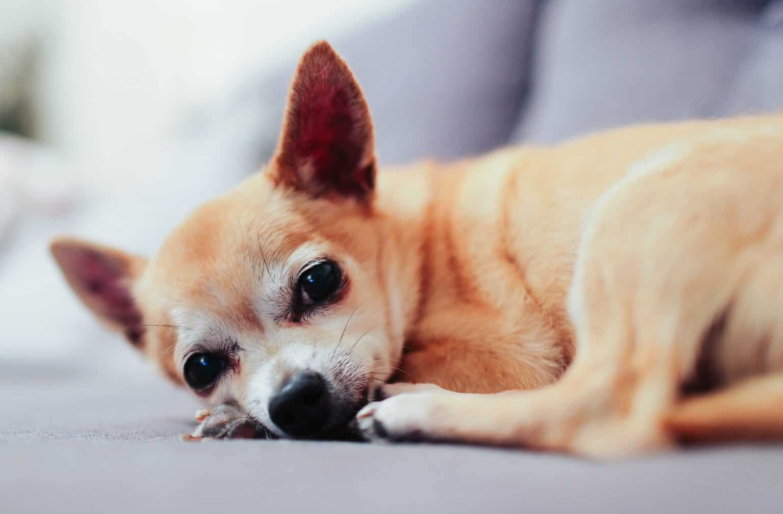 How Long Do Chihuahuas Live? Which Ones Live Longest? Superb Dog