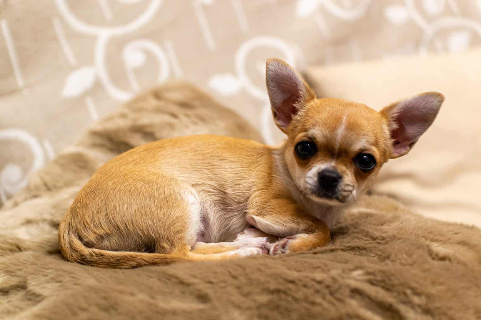 How Long Do Chihuahuas Live? Which Ones Live Longest? Superb Dog