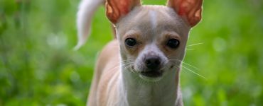 how long do chihuahuas live