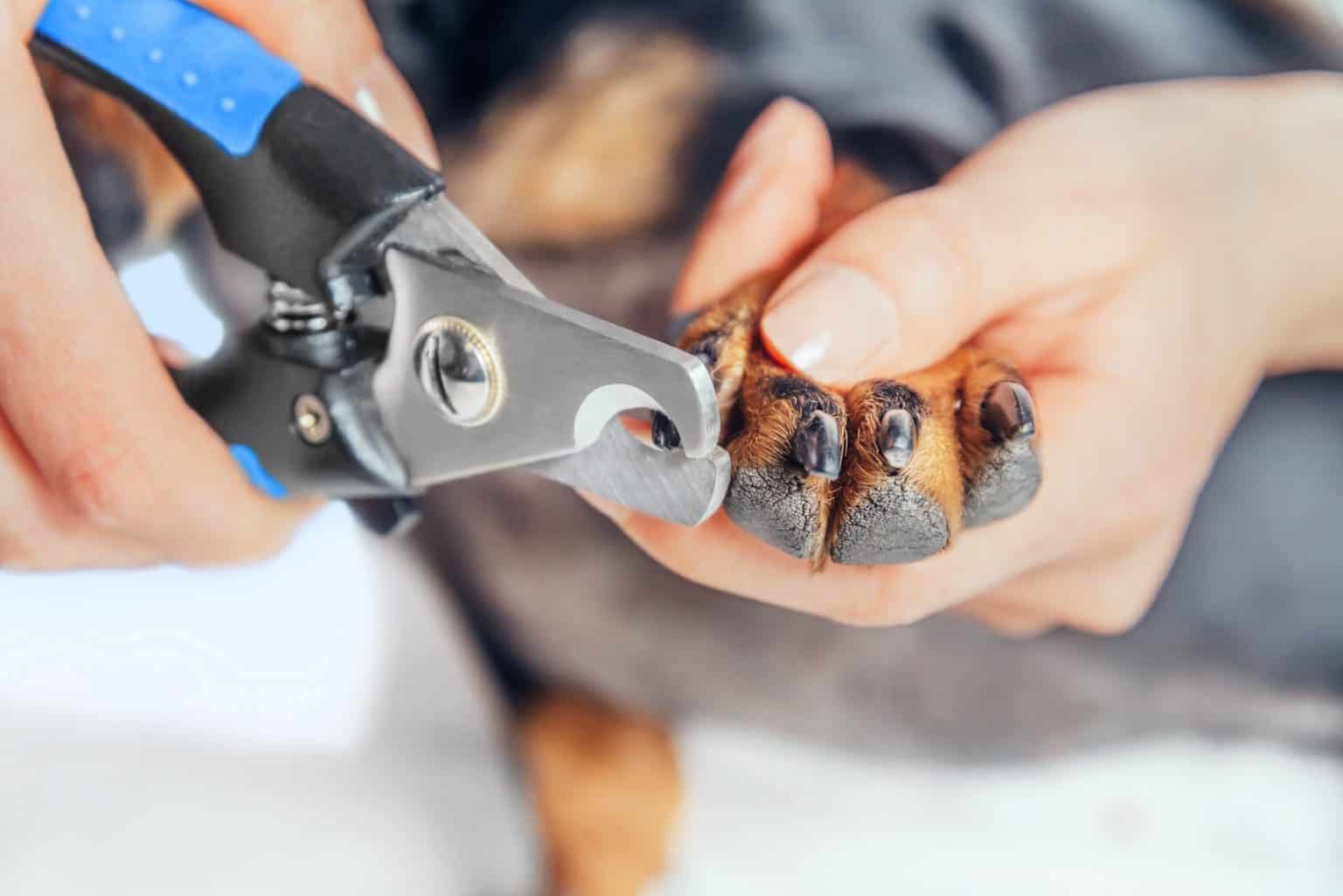 how-to-treat-a-dog-nail-separated-from-the-quick-complete-guide
