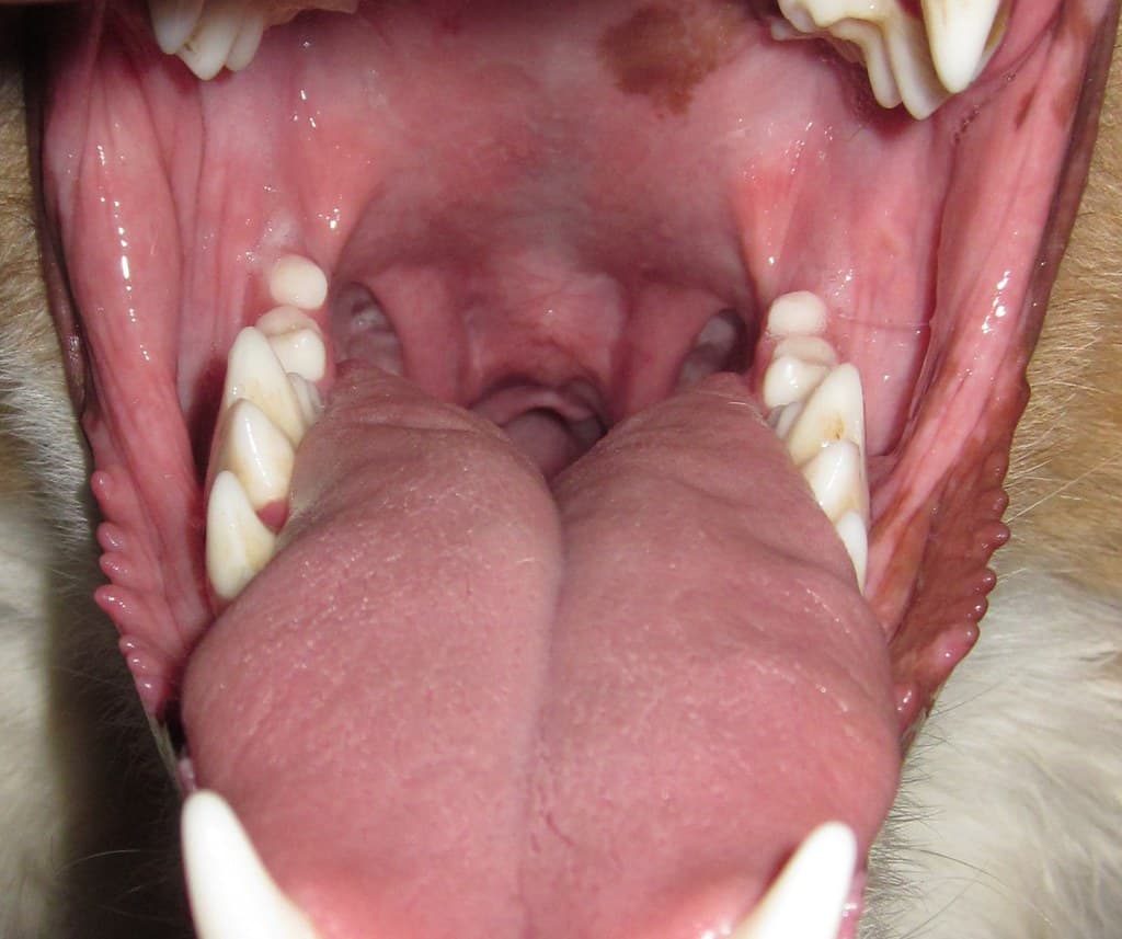 does a dog have tonsils