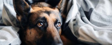 what can i give dog to sleep at night