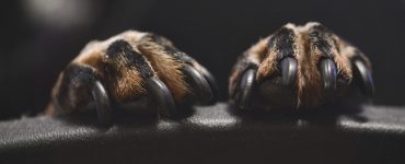 dog nail separated from quick