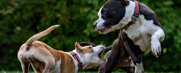 introducing new dog to jealous dog