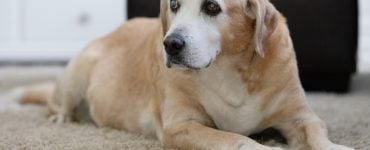 cost of putting a dog down