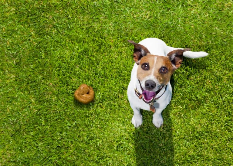 How Often Do Puppies Poop? (Answer A Lot!) Superb Dog