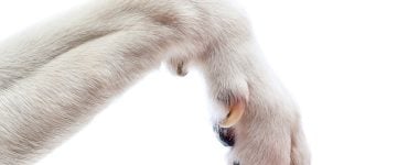 my dog has a dewclaw injury