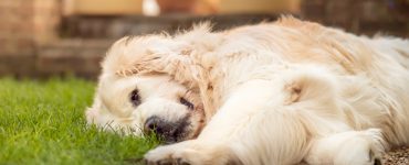 dog laying on lawn