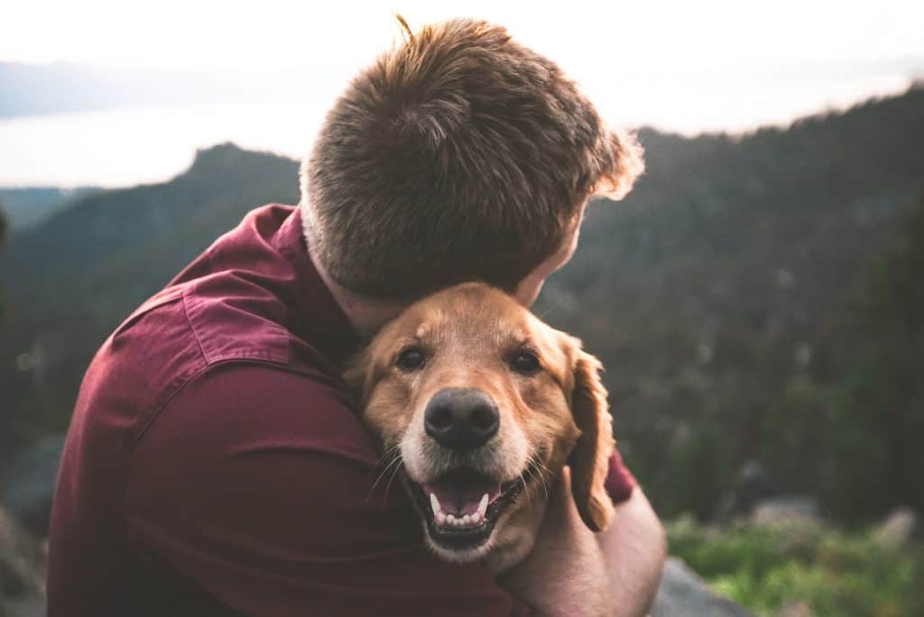 a dog getting rehomed