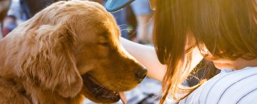 rehoming a dog guilt