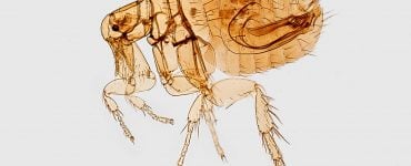 what kills fleas on dogs instantly