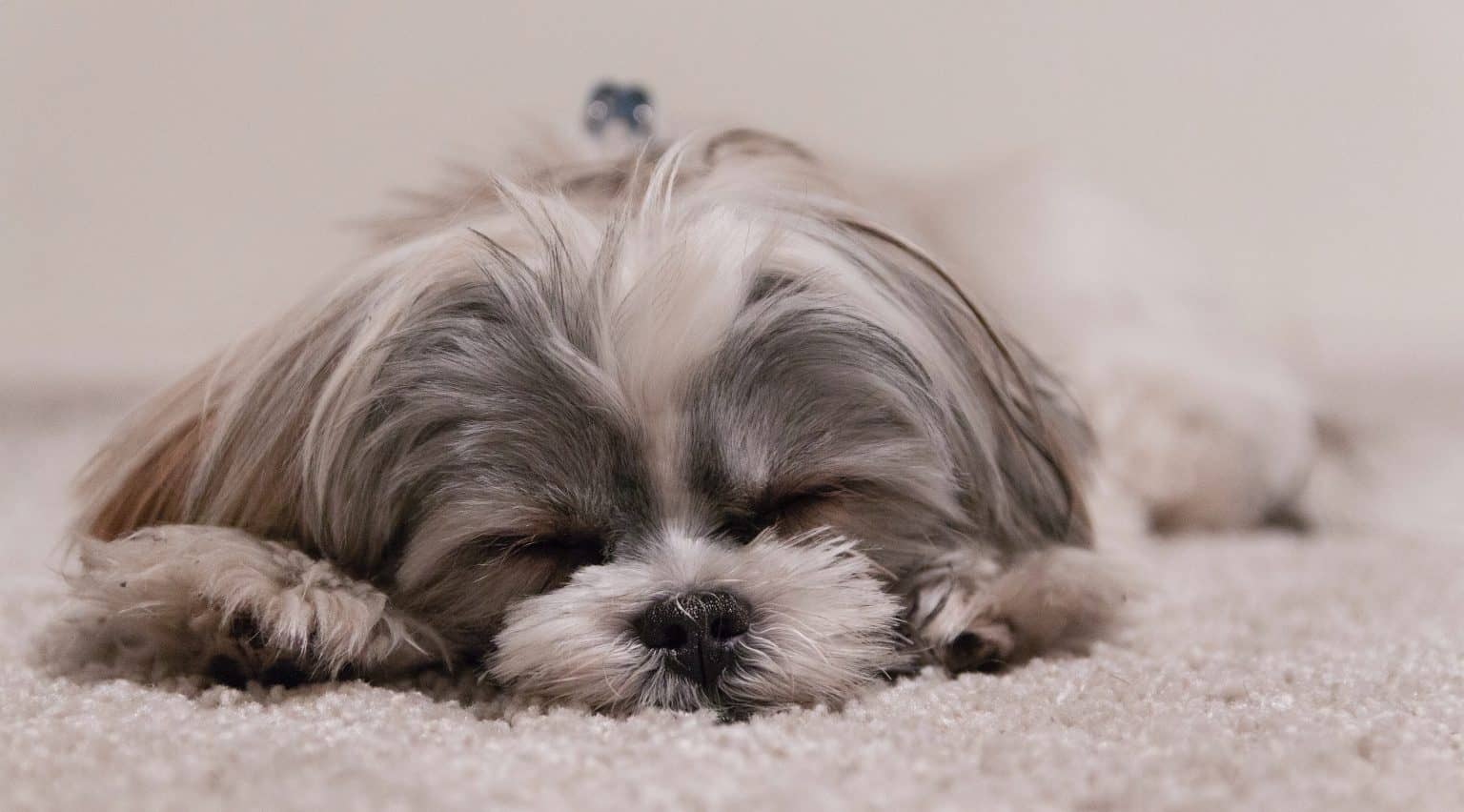 What Can I Give My Dog to Sleep at Night? Superb Dog